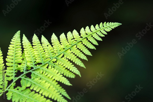 Cuadro en lienzo Close up of green leaf with shallow depth of field in dark background