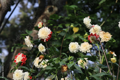 Bunch of dahlia flower which are red and white in color on a bright sunny day