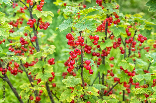 Red currant Bush with ripe berries in garden Midsummer.