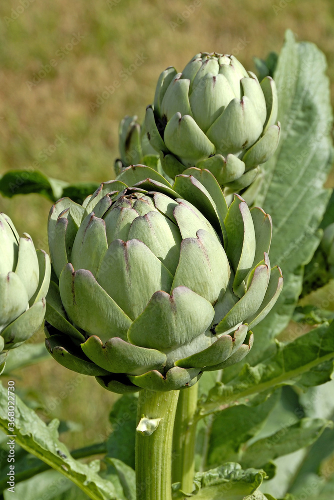 Fototapeta premium ARTICHAUT
