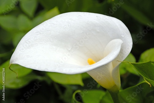 ARUM