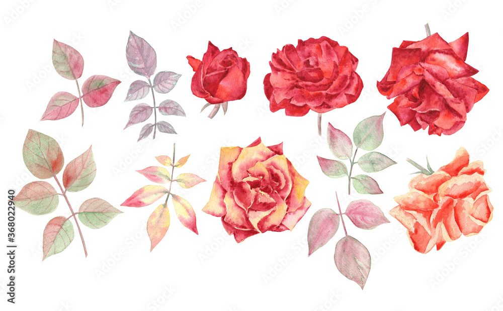 Bright set of scarlet and orange roses and leaves. Watercolor hand painted illustration, Autumn color range. 