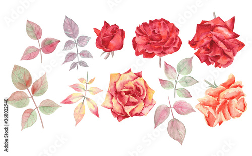 Fototapeta Naklejka Na Ścianę i Meble -  Bright set of scarlet and orange roses and leaves. Watercolor hand painted illustration, Autumn color range. 