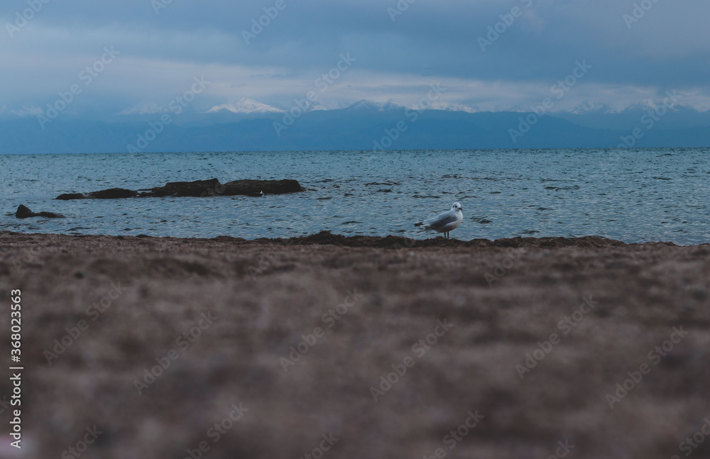 Seagulls on Sand Beach