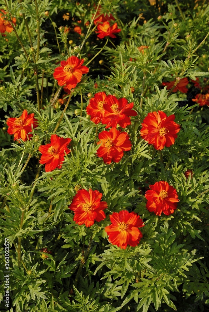COSMOS SUNNY RED