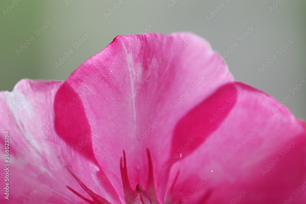 pink flower petals, oleander