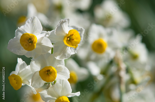 Scientific name is Narcissus tazetta var. chinensis.