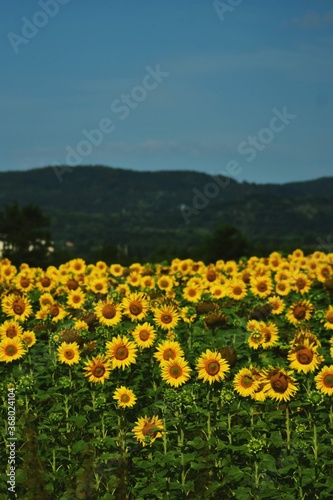 field with sunflower. seed-rich harvest