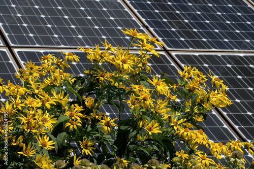 Perennial sunflowers in a butterfly garden against a backdrop of solar panels on a bright summer’s day.   Pollinators and solar panels form a climate change alliance. photo