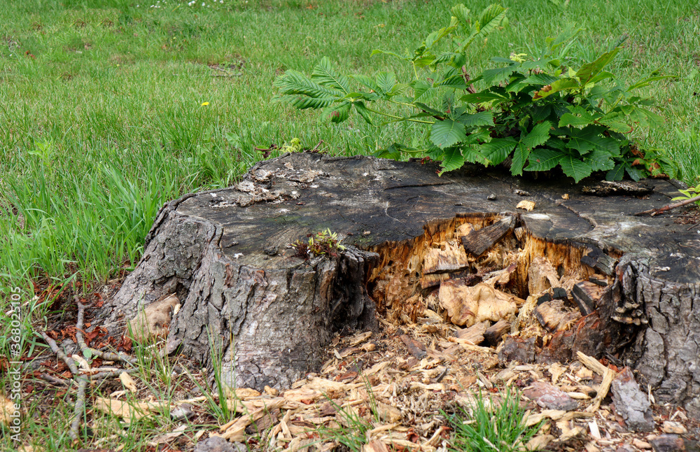 Frisches Grün aus altem Baumstumpf Frisches Grün aus altem Baumstumpf