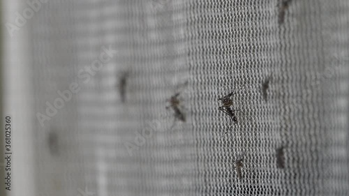 Aedes aegypti Mosquito on white mosquito wire mesh