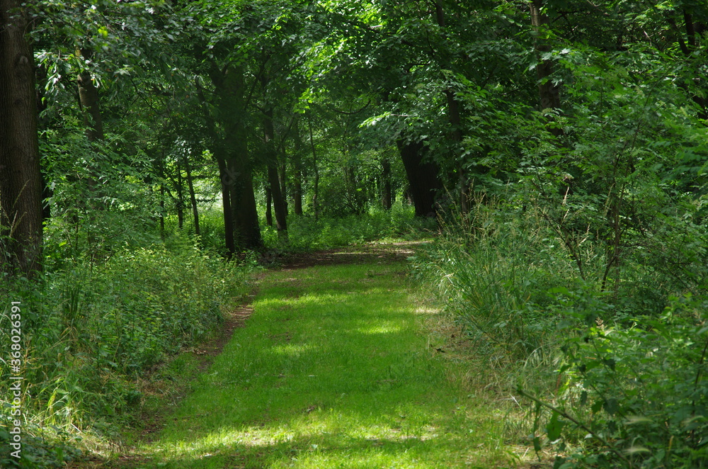 Obraz premium Nature