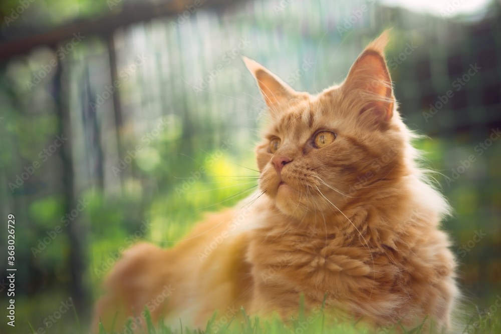 Female red solid maine coon cat lying on green grass. Beautiful brushes on ears. Closeup profile view Female red solid maine coon cat lying on green grass. Beautiful brushes on ears. Closeup profile view