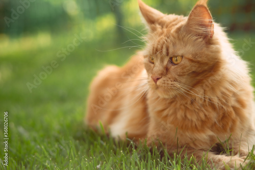 Female red solid maine coon cat lying on green grass. Beautiful brushes on ears. Closeup profile view