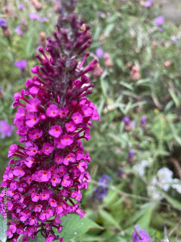 Fototapeta premium pink flowers in the garden