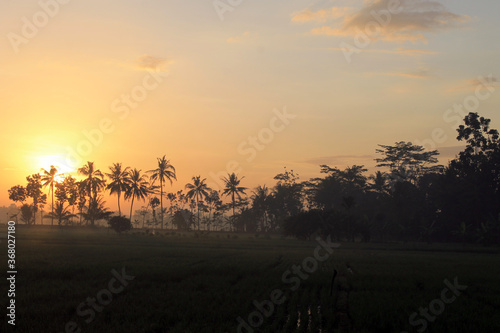  the sun rises, in the morning, shines, in the sunny sky, above the rice fields, between the trees, mountains, valleys, hills, morning mist © Retno