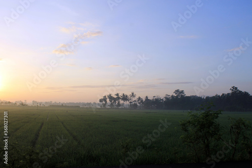  the sun rises  in the morning  shines  in the sunny sky  above the rice fields  between the trees  mountains  valleys  hills  morning mist