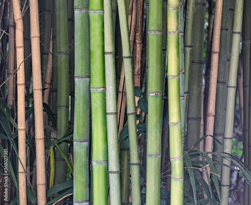 Forest with bamboo stems and leaves. Natural tropical background