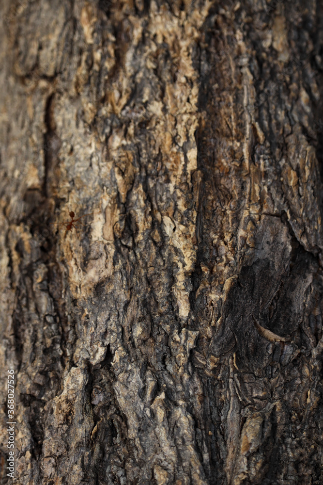 texture of tree bark with brownish green color texture of tree bark with brownish green color