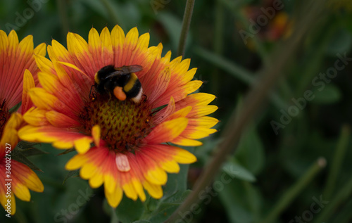 Bumblebee on yellow and orange flower. Honeybee, close up, wallapper. Pollination, beekeping
