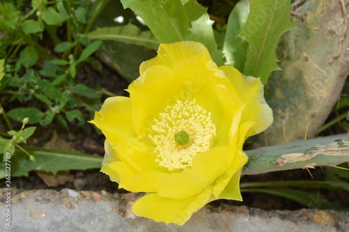 prickly pear cactus