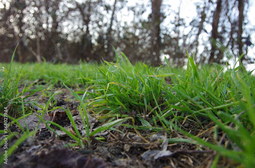 Grass Grass
