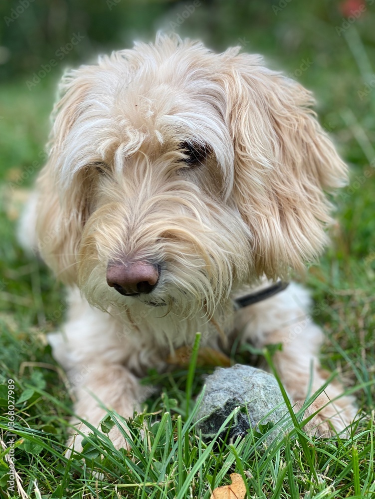 dog in the grass