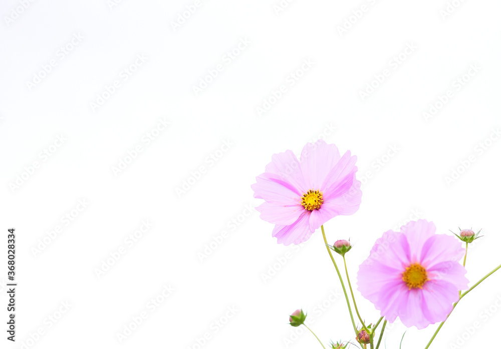 ピンク色のコスモスの花 白背景 ピンク色のコスモスの花 白背景