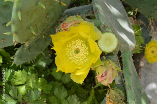 yellow flower in the garden