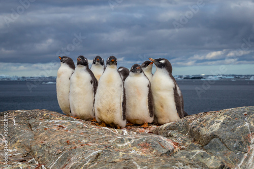 Group of Gentoo baby chick penguins on the stone nest in Antarctica, Antarctic peninsula. photo