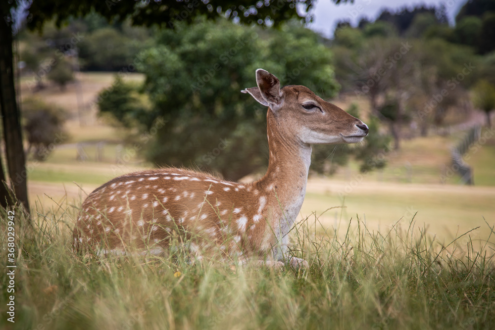 Obraz premium Deer is resting in a field