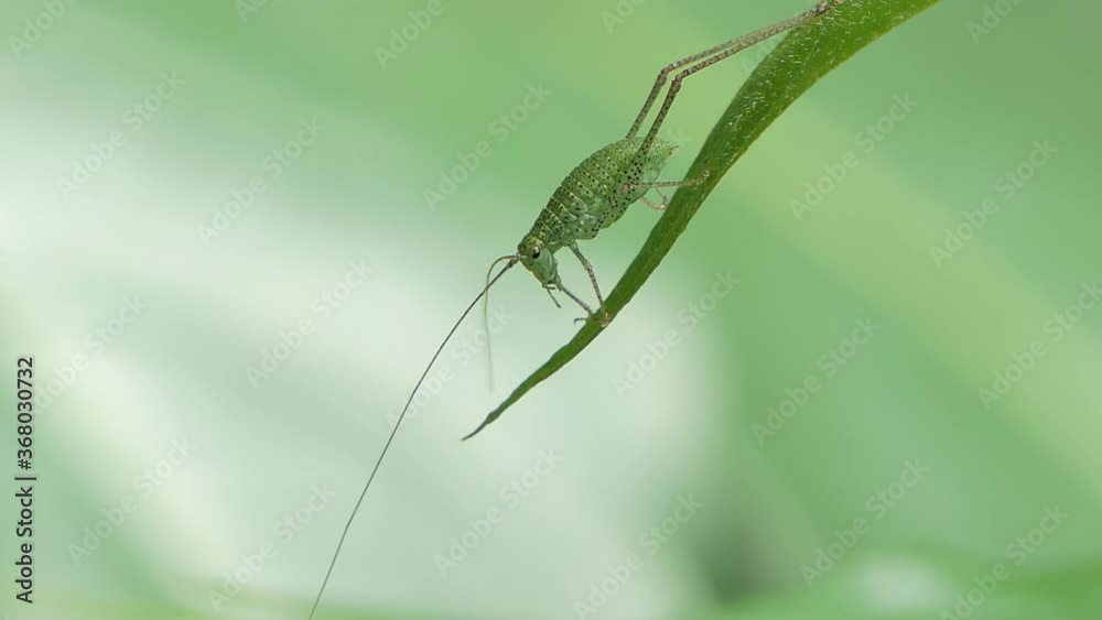 Grasshopper on green leaf in tropical rain forest. Grasshopper on green leaf in tropical rain forest.