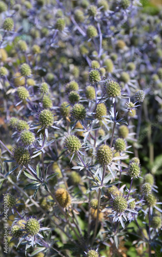 Obraz premium Echinops sphaerocephalus grows in a botanical garden on a sunny day