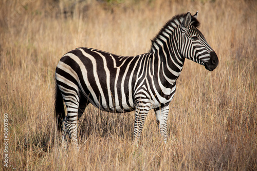 Zebra in Pilansberg national park photo