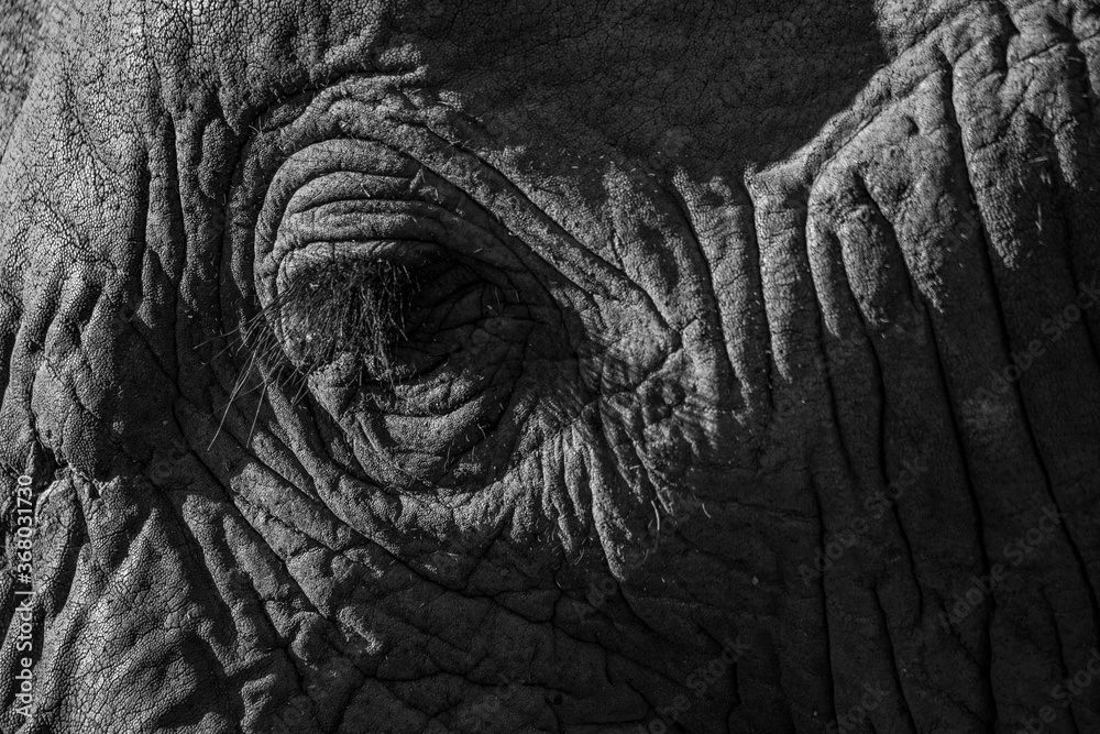 Close up of elephant eye in black and white Close up of elephant eye in black and white