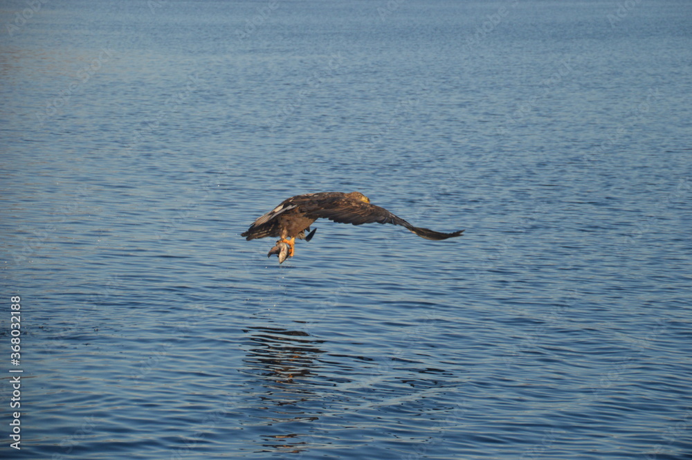 Φωτογραφία Norwegian Sea Eagles hunting in flight over Trollfjorden in the Lofoten fjords o