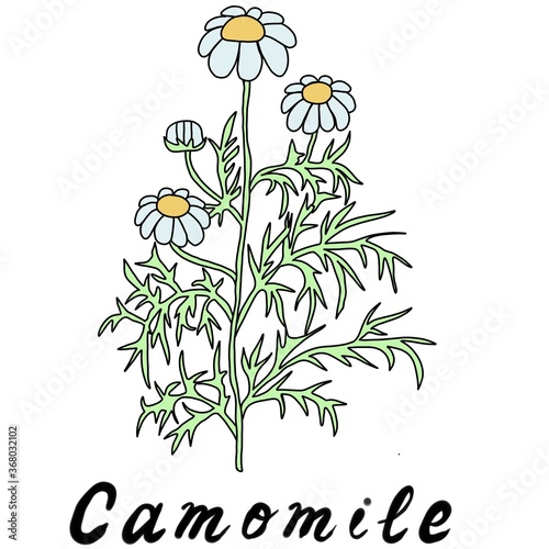 a sprig of chamomile and calendula with white and yellow flowers and green leaves for labels medicine magazines posters and website design