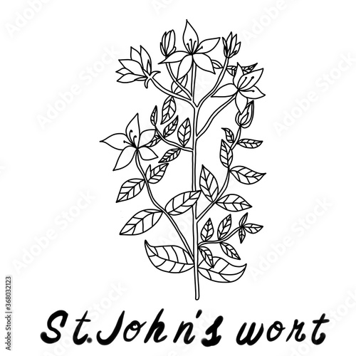 a sprig of chamomile and calendula with white and yellow flowers and green leaves for labels medicine magazines posters and website design