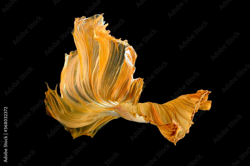Close up art movement of Betta fish or Siamese fighting fish isolated on black background.Fine art design concept. Close up art movement of Betta fish or Siamese fighting fish isolated on black background.Fine art design concept.