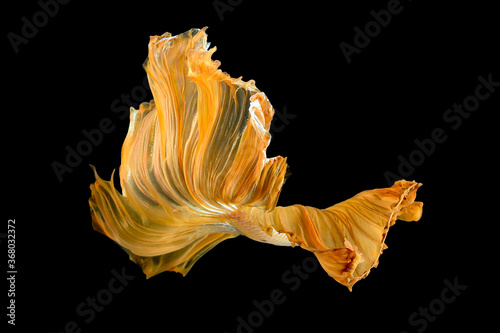 Close up art movement of Betta fish or Siamese fighting fish isolated on black background.Fine art design concept.