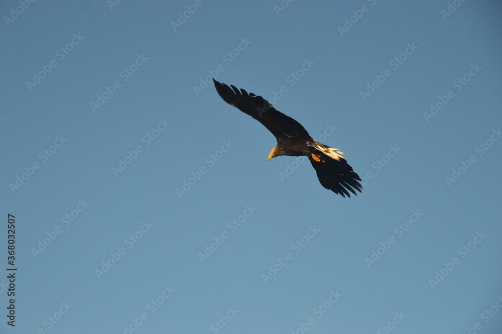 Obraz premium Norwegian Sea Eagles hunting in flight over Trollfjorden in the Lofoten fjords of Norway during autumn