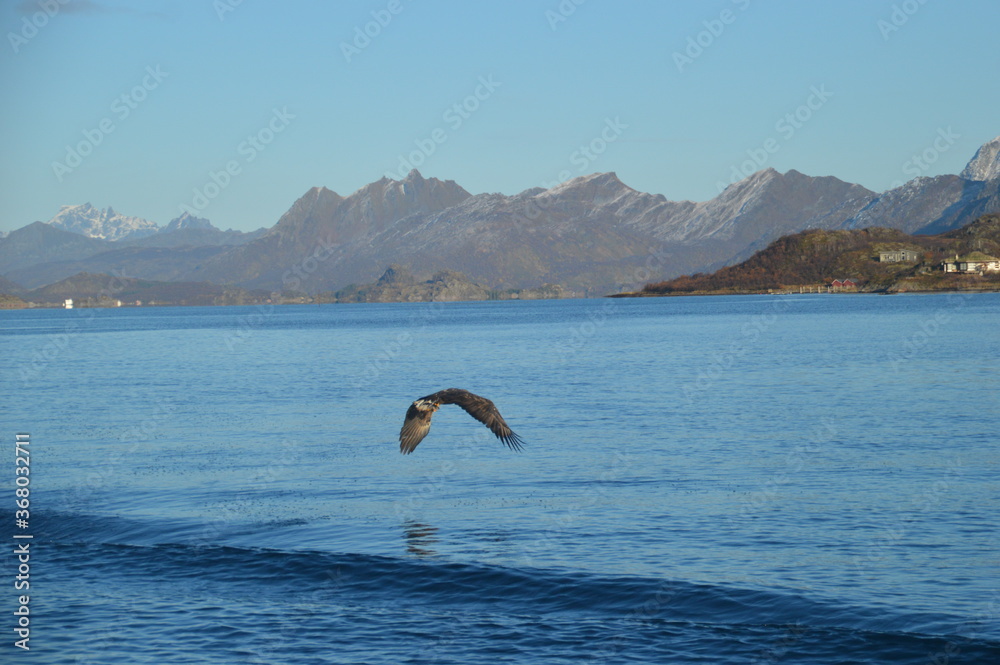 Φωτογραφία Norwegian Sea Eagles hunting in flight over Trollfjorden in the Lofoten fjords o