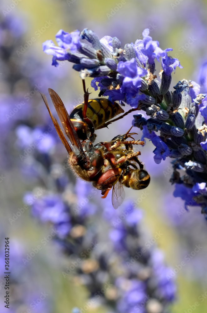Φωτογραφία Macro of European hornet (Vespa crabro) eating a honey bee on lavender flower