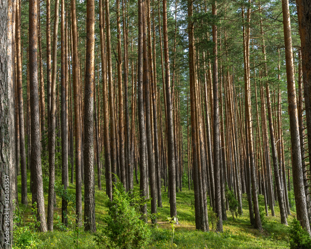 Fascinating ancinet baltic pine tree forests in the Aukstaitija National Park, Lithuania. Lithuania's first national park.