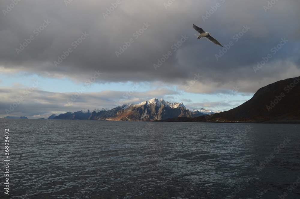 Norwegian predator Sea Eagles hunting fish in the Trollfjord of Lofoten Fjords, Norway