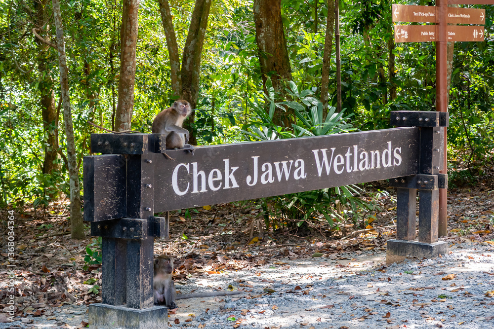 Φωτογραφία Chek Jawa Wetlands Nature Preserve wooden sign with monkey (Long-tailed macaque) sitting on it with  tropical forest in the background on Pulau Ubin Island in Singapore