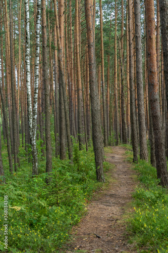 Fascinating ancinet baltic pine tree forests in the Aukstaitija National Park, Lithuania. Lithuania's first national park.