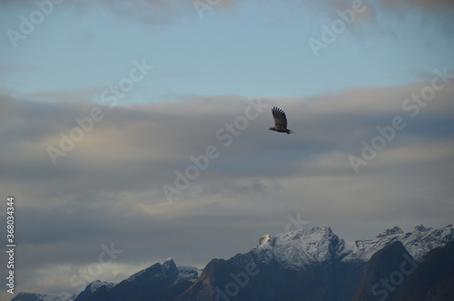 Norwegian predator Sea Eagles hunting fish in the Trollfjord of Lofoten Fjords, Norway