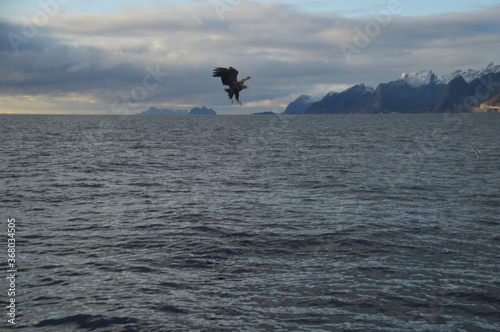 Norwegian predator Sea Eagles hunting fish in the Trollfjord of Lofoten Fjords, Norway photo