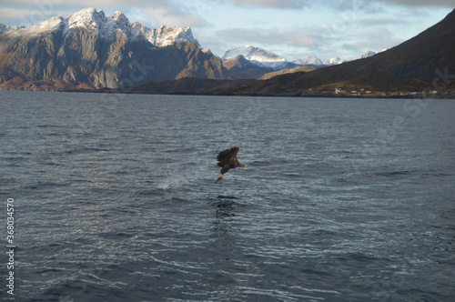 Norwegian predator Sea Eagles hunting fish in the Trollfjord of Lofoten Fjords, Norway photo